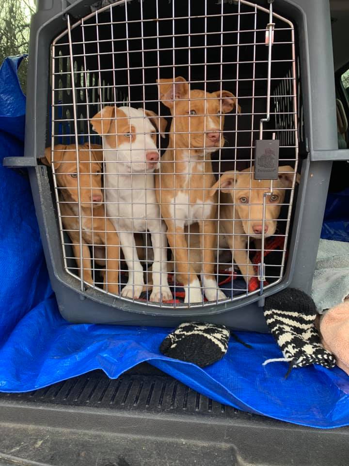 pups_in_a_crate_1611434308
