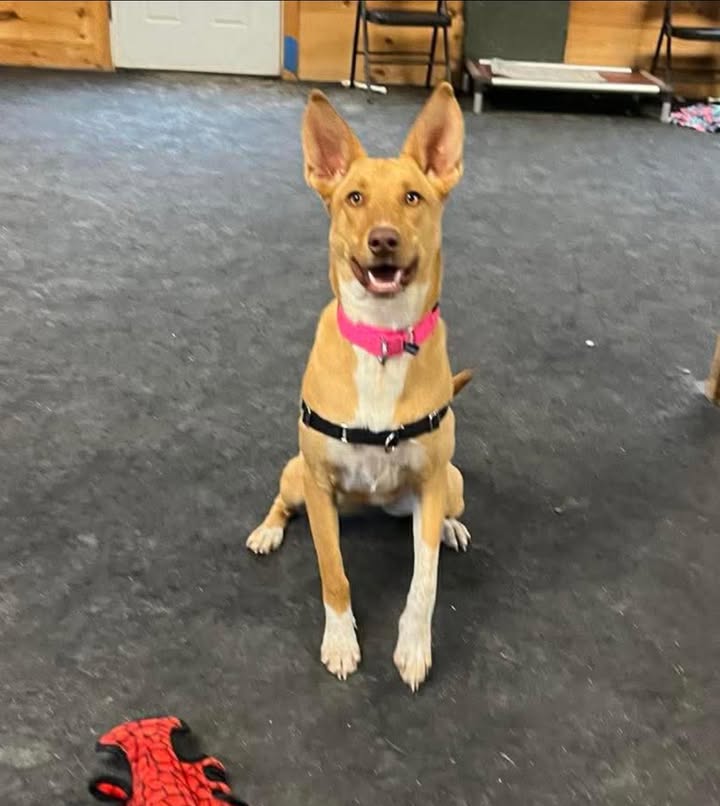 Ellie's Legacy Animal Foundation