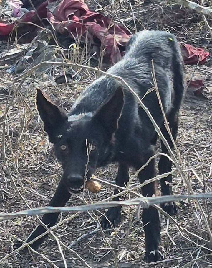 Ellie's Legacy Animal Foundation