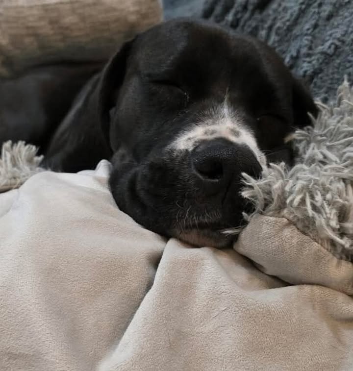 Ellie's Legacy Animal Foundation