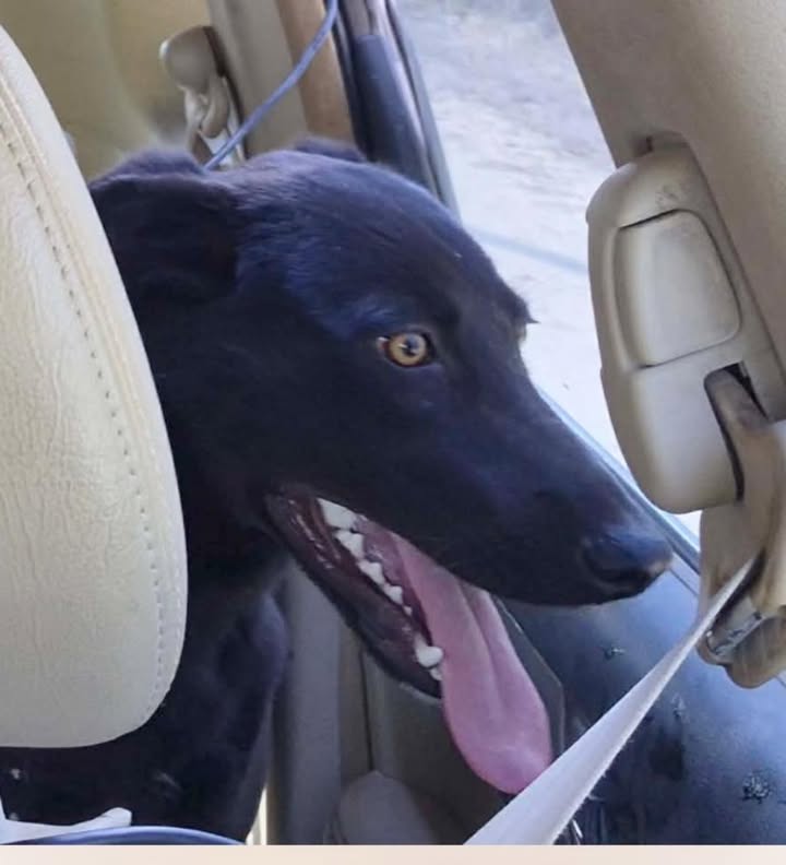 Ellie's Legacy Animal Foundation