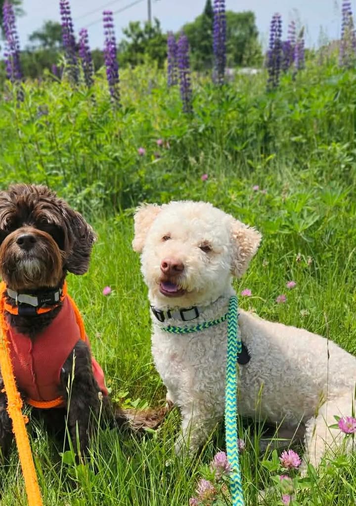 Ellie's Legacy Animal Foundation