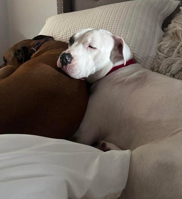 Ellie's Legacy Animal Foundation