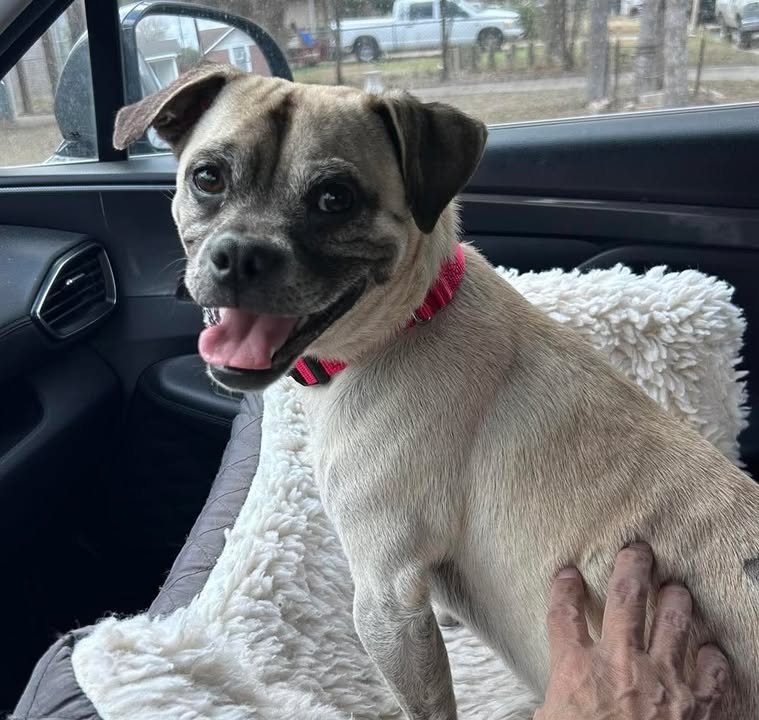 Ellie's Legacy Animal Foundation