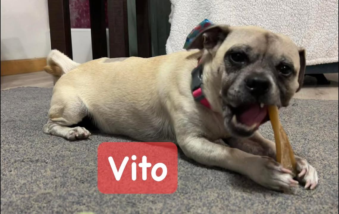 Ellie's Legacy Animal Foundation