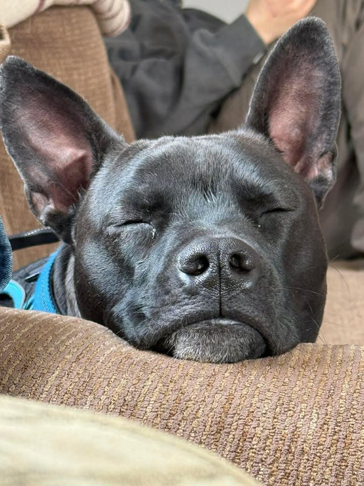 Ellie's Legacy Animal Foundation