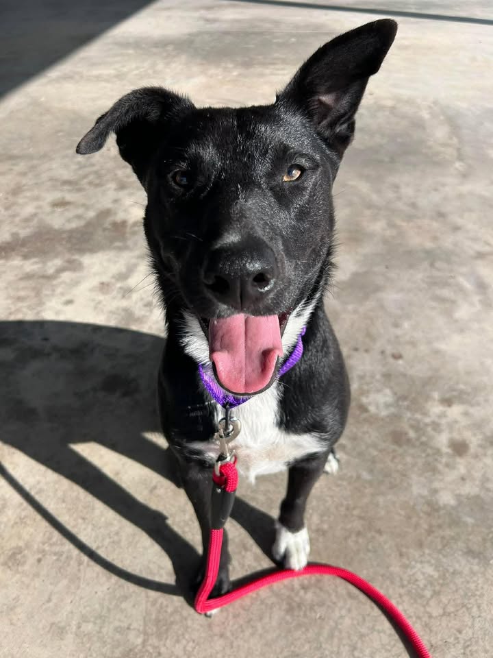 Ellie's Legacy Animal Foundation