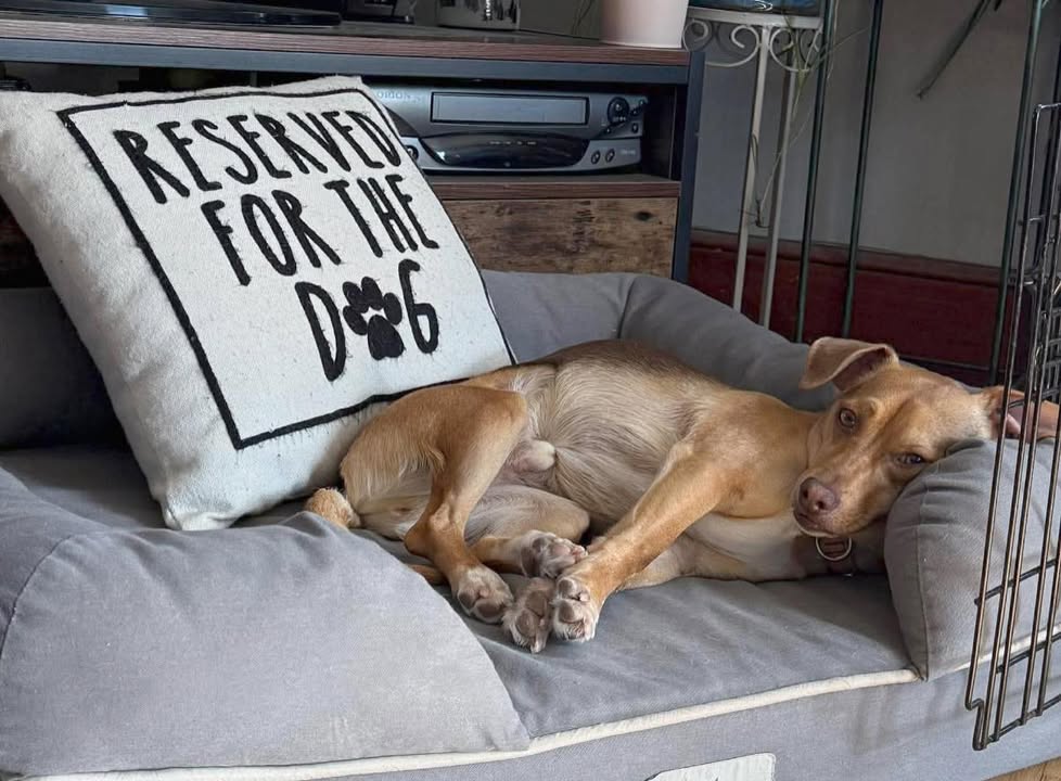 Ellie's Legacy Animal Foundation