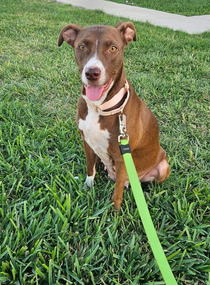 Ellie's Legacy Animal Foundation