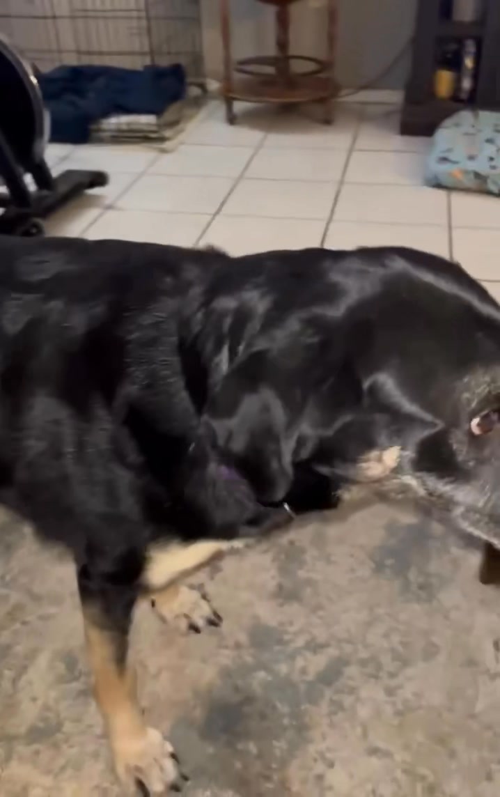 Ellie's Legacy Animal Foundation