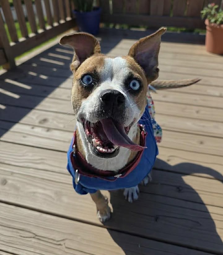 Ellie's Legacy Animal Foundation