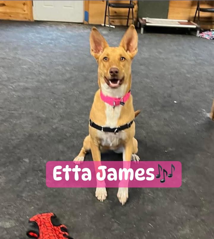 Ellie's Legacy Animal Foundation