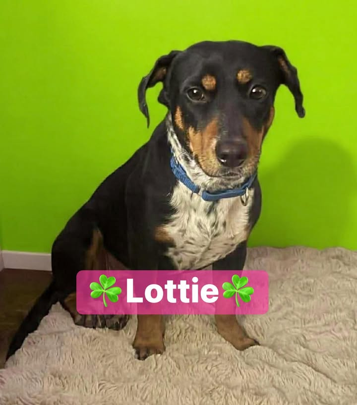 Ellie's Legacy Animal Foundation