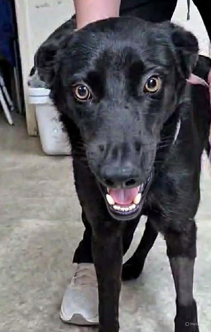 Ellie's Legacy Animal Foundation