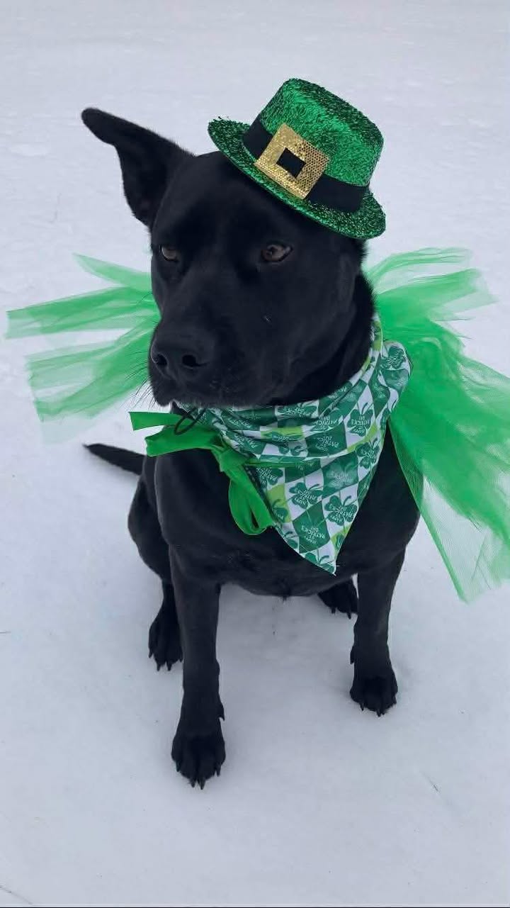 Ellie's Legacy Animal Foundation